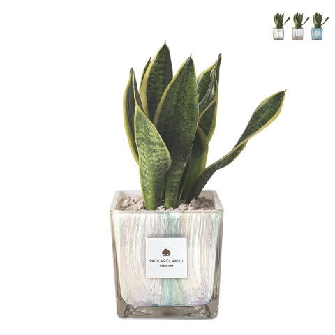 Sansevieria Paola Rolando in glazen pot met versierde kubus Clio Square Aanbieding