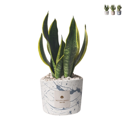 Bomboniera sansevieria in versierde cementen pot gespat Simone Aanbieding