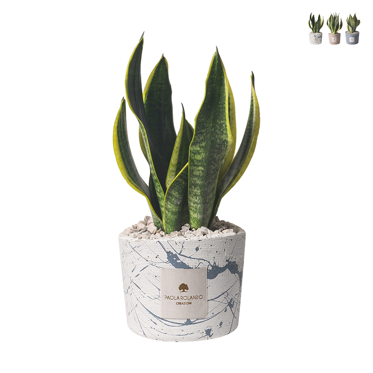 Bomboniera sansevieria in gespateld, versierd cementen potje Simone Aanbieding Bomboniera sansevieria in gespateld, versierd cementen potje Simone Aanbieding