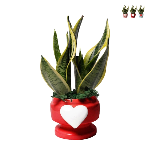 Sansevieria bomboniera Paola Rolando in versierde pot met hart Eden Aanbieding