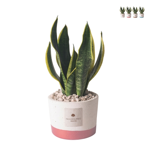 Plante Sansevieria d'intérieur en pot en ciment Paola Rolando Flora Promotion