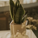 Bomboniere Sansevieria Nana in Glazen Kubusvaas Sogno Aanbod