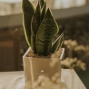 Bomboniere Sansevieria Nana in Glazen Kubusvaas Sogno Aanbod