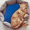 Tapis rafraîchissant moyen pour animaux 50x40cm Puppy Catalogue