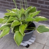 Ronde houten plantenroller met wielen Keuze