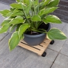 Houten vierkante plantenroller met wielen Verkoop