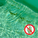Algicide tegen algen Poolmaster 1 lt zwembadwaterbehandeling met dubbele werking Aanbod