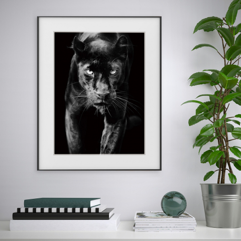 Zwart-wit fotoprint dier panter 40x50cm Variety Pardus Aanbieding