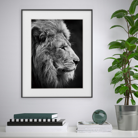 Poster foto zwart-wit foto leeuw dieren 40x50cm Variety Aslan Aanbieding