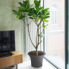 Vase décoration Ø 40 cm design moderne pour salon jardin et terrasse Flos Offre