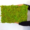 Tableaux végétaux stabilisés 4 60x40cm panneaux GreenBox Kit Lichene Choix