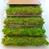 Tableaux végétaux stabilisés 4 60x40cm panneaux GreenBox Kit Lichene Caractéristiques