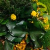 Photos de plantes fleurs stabilisées plantes de jardin ForestMoss Daphne 