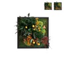 Photos de plantes fleurs stabilisées plantes de jardin ForestMoss Daphne Vente