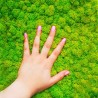 Photos de plantes stabilisées jardin vertical mousse verte Lichen 