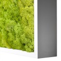 Photos de plantes stabilisées jardin vertical mousse verte Lichen 